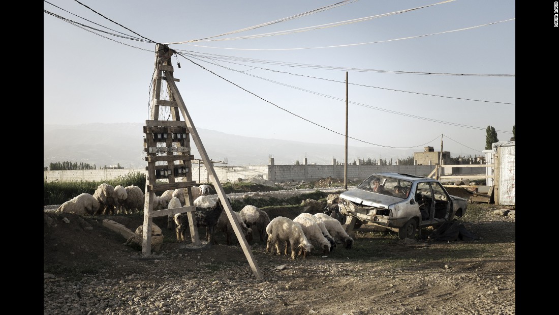 Animals graze at a refugee camp in the Bekaa Valley.