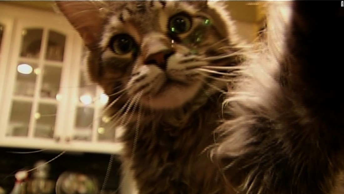 See The Massive Cat That s Mistaken For Wild Animal CNN Video