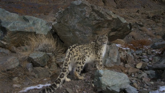 Why this captured snow leopard is exciting researchers | CNN