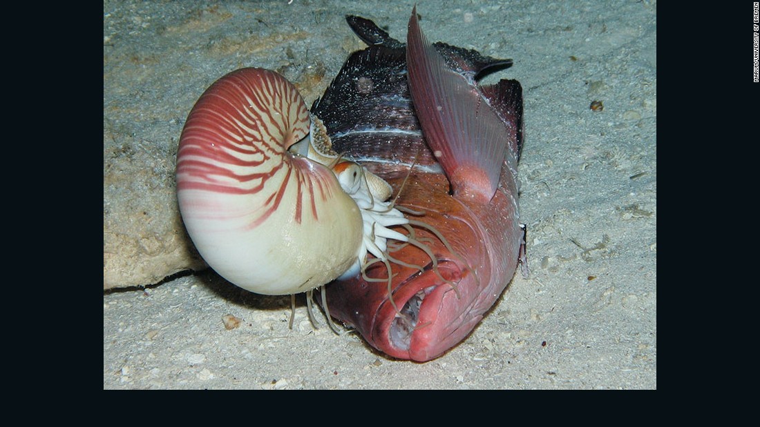 Deep sea reef expedition reveals rare marine creatures | CNN