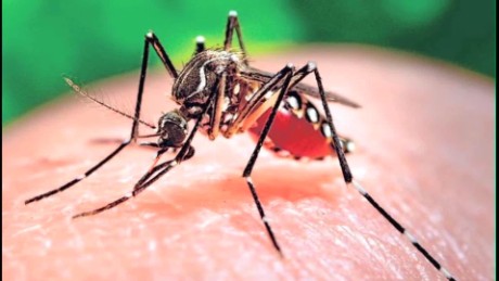 The bloodsucker everyone&#39;s after is the Aedes aegypti mosquito.