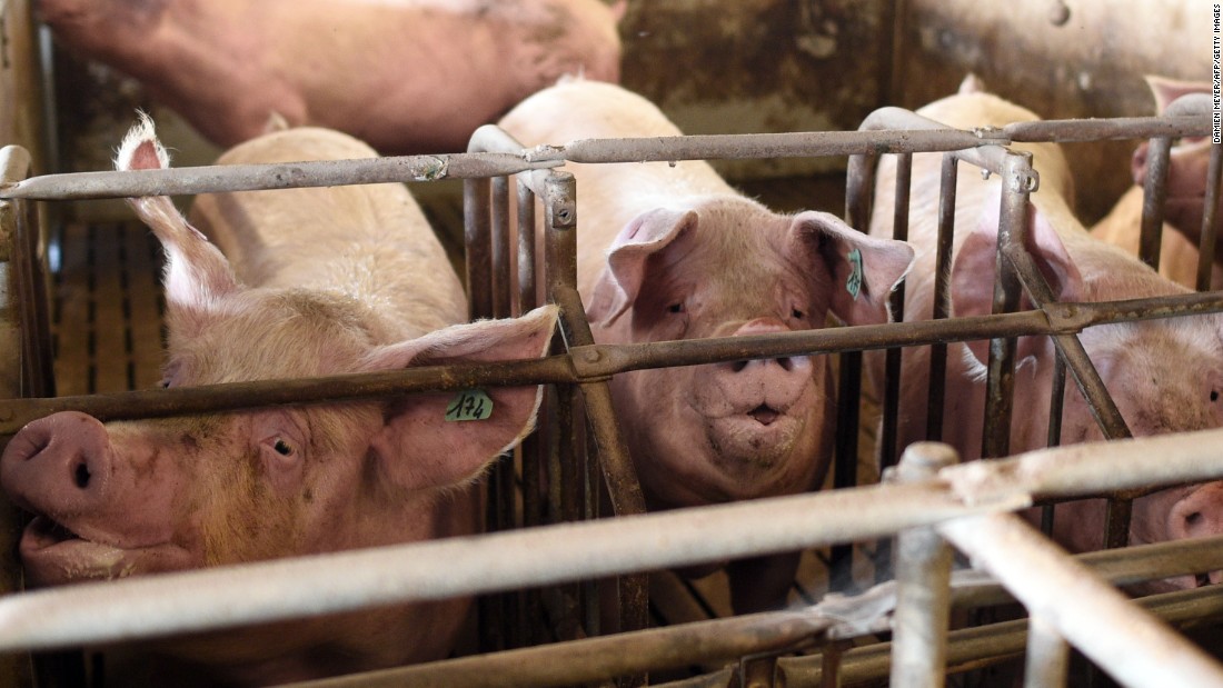 The African swine fever is an animal disease that can be fatal for pigs.