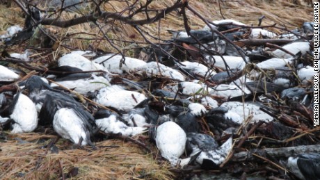 Thousands of birds found dead along Alaskan shoreline