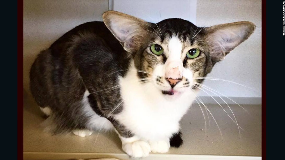 This cat, originally named Corey, took social media by storm due to his resemblance to &quot;Star Wars: The Force Awakens&quot; star &lt;a href=&quot;http://time.com/4184623/kylo-ren-cat-adam-driver/&quot; target=&quot;_blank&quot;&gt;Adam Driver.&lt;/a&gt; Within a few days, he was adopted and renamed Kylo Ren, the name of Driver&#39;s character in the movie.