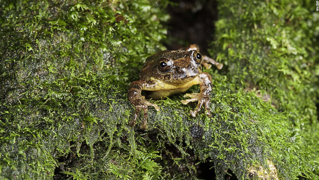 Century-old tree frog rediscovered in India - CNN