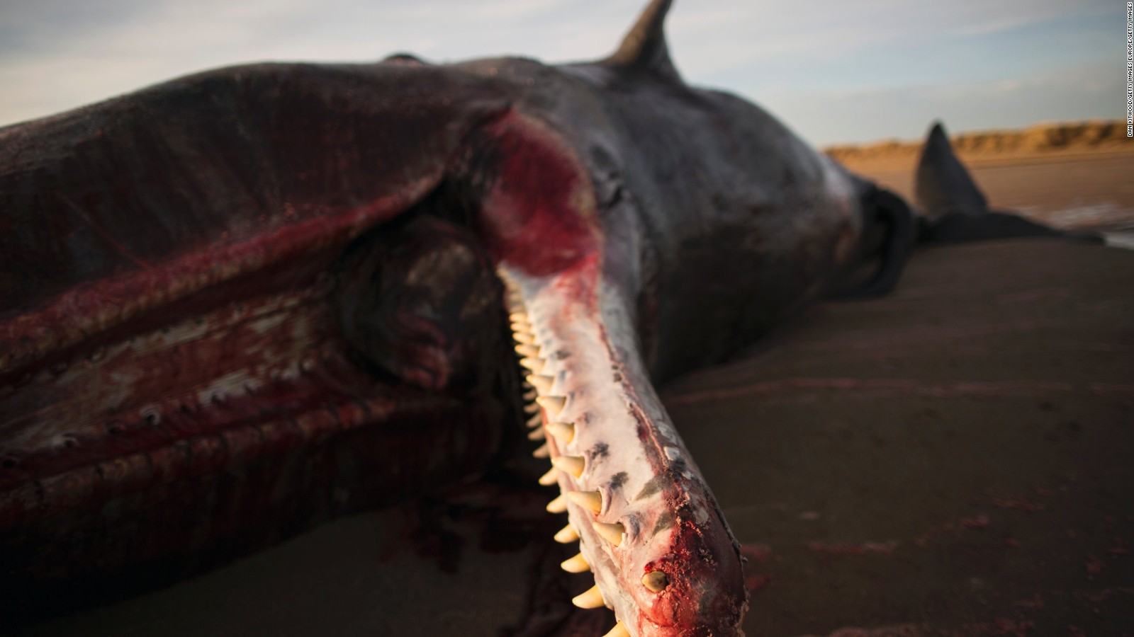 three-dead-sperm-whales-washed-ashore-on-english-beach-cnn