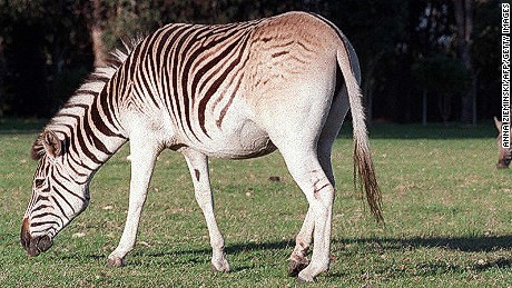 Zebra cousin went extinct 100 years ago. Now, it&#39;s back