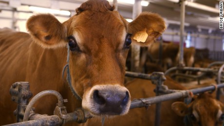 Donald Trump&#39;s immigration plan could affect the nation&#39;s milk supply