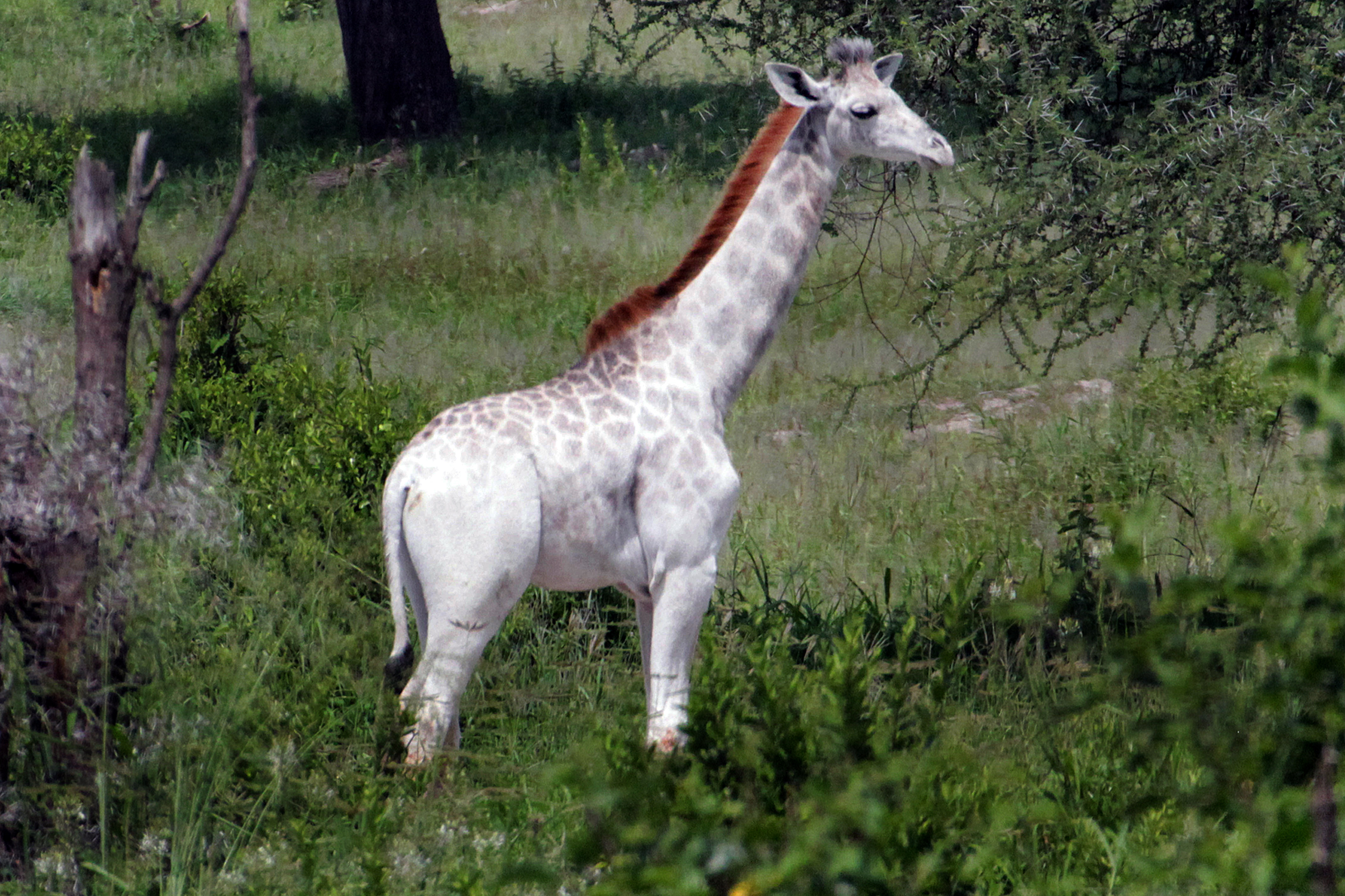 Omo The Rare White Giraffe Is In Danger Cnn