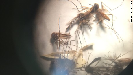The mosquito Aedes aegypti is seen through a microscope. 