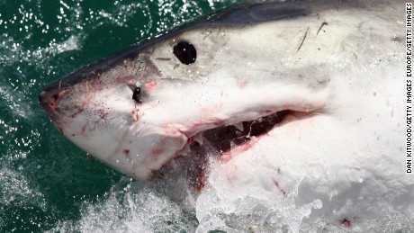 Great white sharks in South Africa on the path to extinction, study says