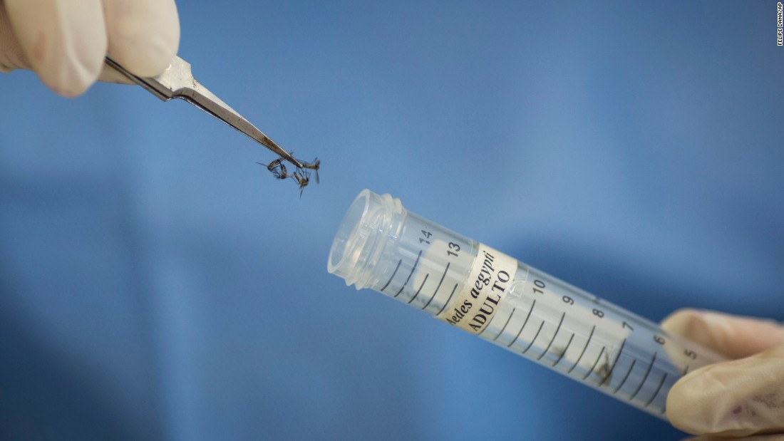 A lab technician at the Oswaldo Cruz Foundation Institute stores Aedes aegypti mosquitoes to be used in research in Recife on January 27.