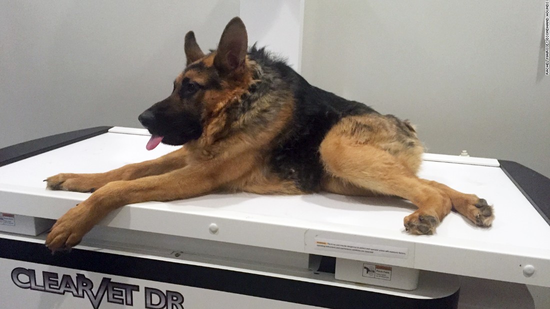 Quasimodo, a 3-year-old German shepherd, has short spine syndrome. He was rescued by Secondhand Hounds on Thursday in Minnesota. 