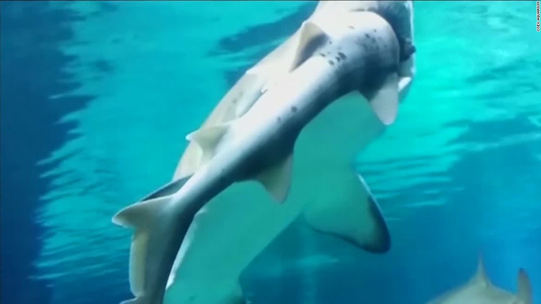 shark eating another shark
