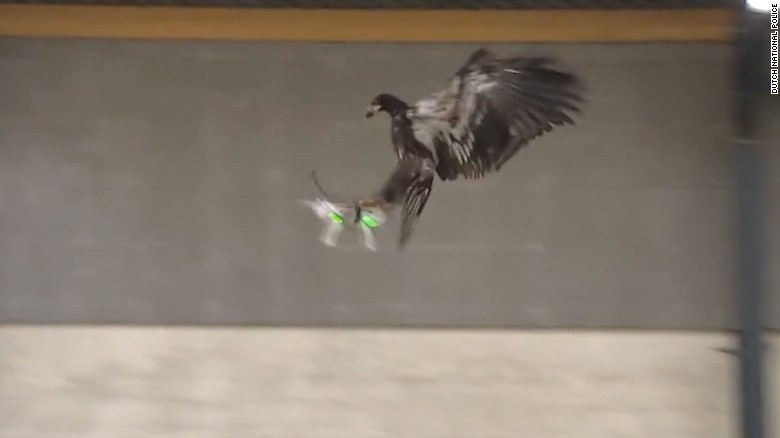 Dutch cops train eagles to hunt drones