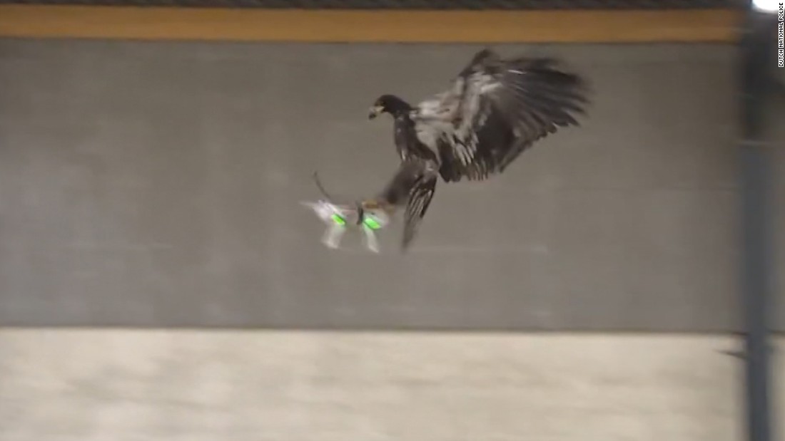 semaphore harvest Objected Dutch cops train eagles to hunt drones | CNN