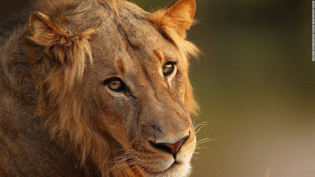 Humans everywhere': lions cling on in Ethiopia's last patches of