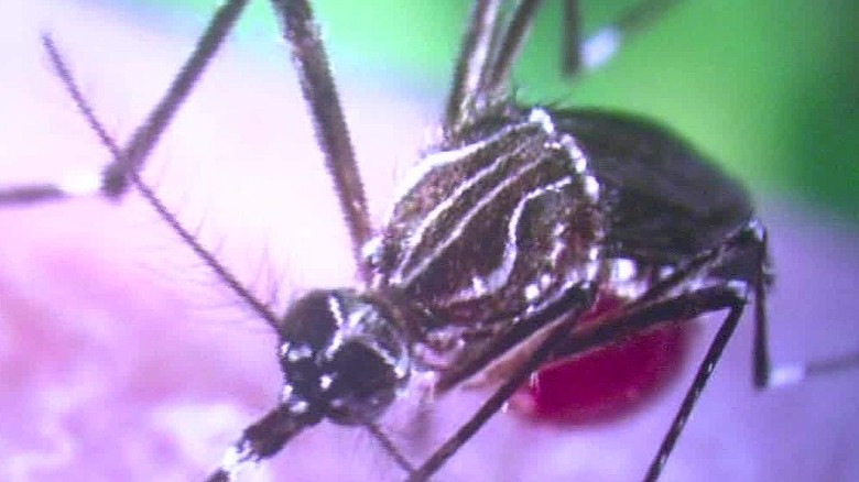 Zika Virus Was Sexually Transmitted In Texas Cdc Says Cnn