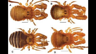 New 'monster' arachnid measures mere millimeters - CNN