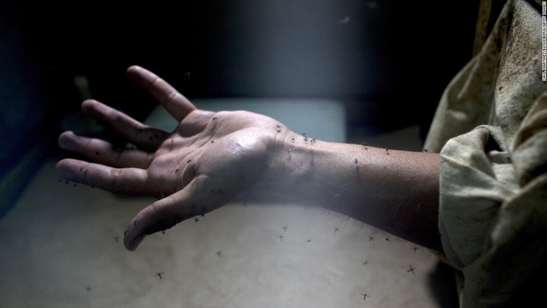 A lab worker exposes his arm to Aedes aegypti mosquitoes during testing at the Roosevelt Hospital in Guatemala City, Guatemala, on Monday, February 1.