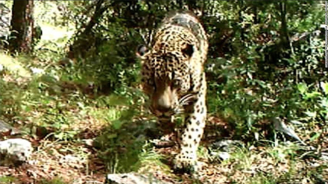 Wild Jaguar In U S There S Video Of One In Arizona Cnn