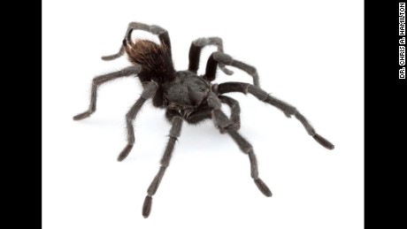 Aphonopelma johnnycashi, named after Johnny Cash