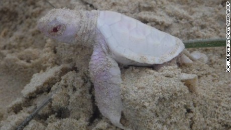 Rare albino turtle found on Australia beach