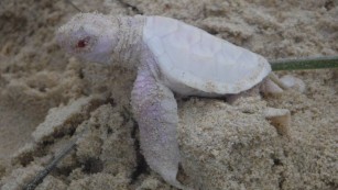 Rare albino turtle found on Australia beach