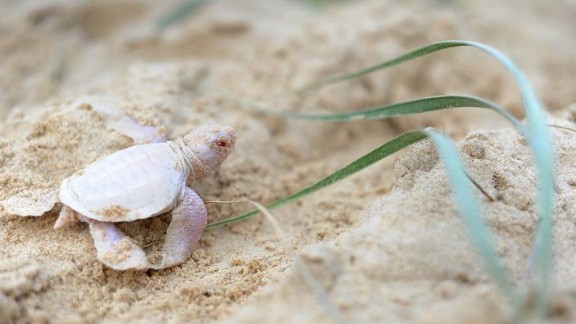 Rare albino turtle found on Australia beach - CNN