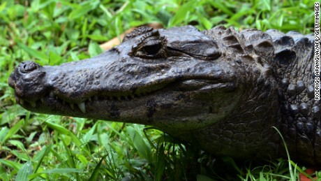 Disney alligator attack may have been a perfect storm