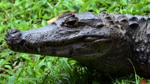 Alligator attacks are on the rise in Florida. Thank humans, scientists say.