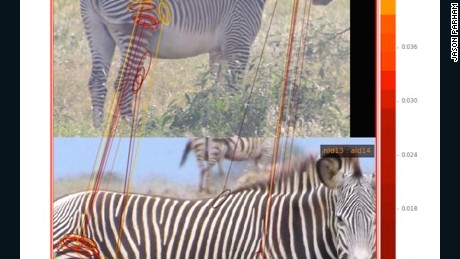 To identify zebras, a computer program focuses on where stripes meet and branch.