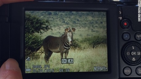 Zebra enthusiasts took more than 100,000 photographs during the Great Grevy&#39;s Rally.