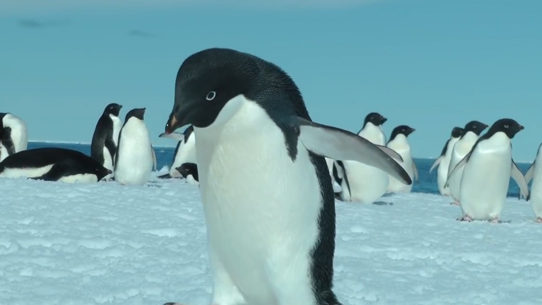 Thousands Of Penguins Die After Iceberg Traps Colony Cnn