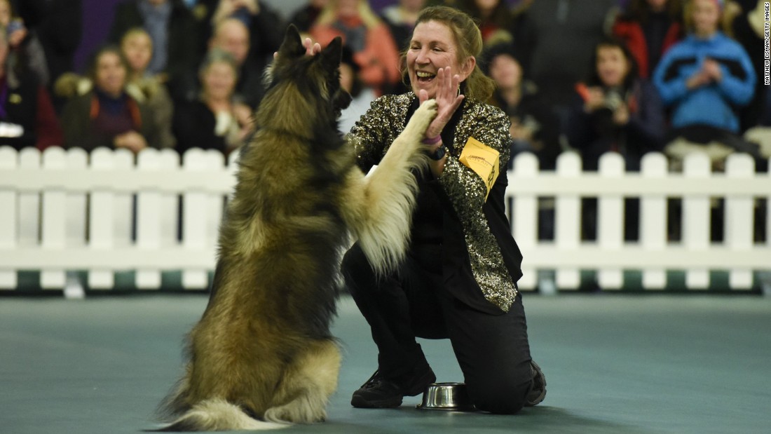 National Dog Show Breed Results 2016 - Dog Breed