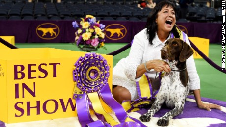 Westminster Dog Show California Journey Wins Top Prize Cnn