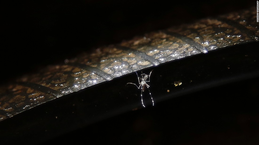 An Aedes aegypti mosquito floats in stagnant water inside a tire at a used tire store in Villavicencio, Colombia, on Thursday, February 4.