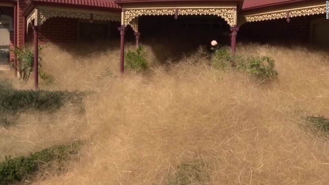 Hairy Panic Grass Takes Over Rural Town Cnn 