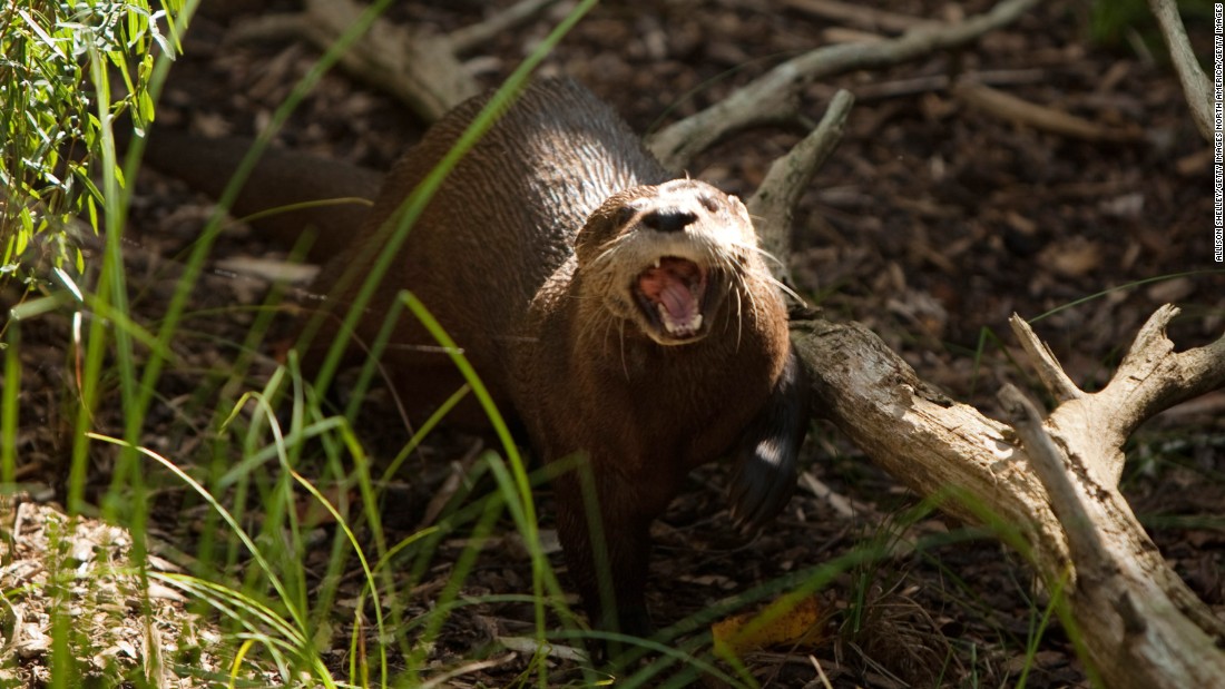 Man attempts to smuggle two otters and a prairie dog in his trousers, Weird News