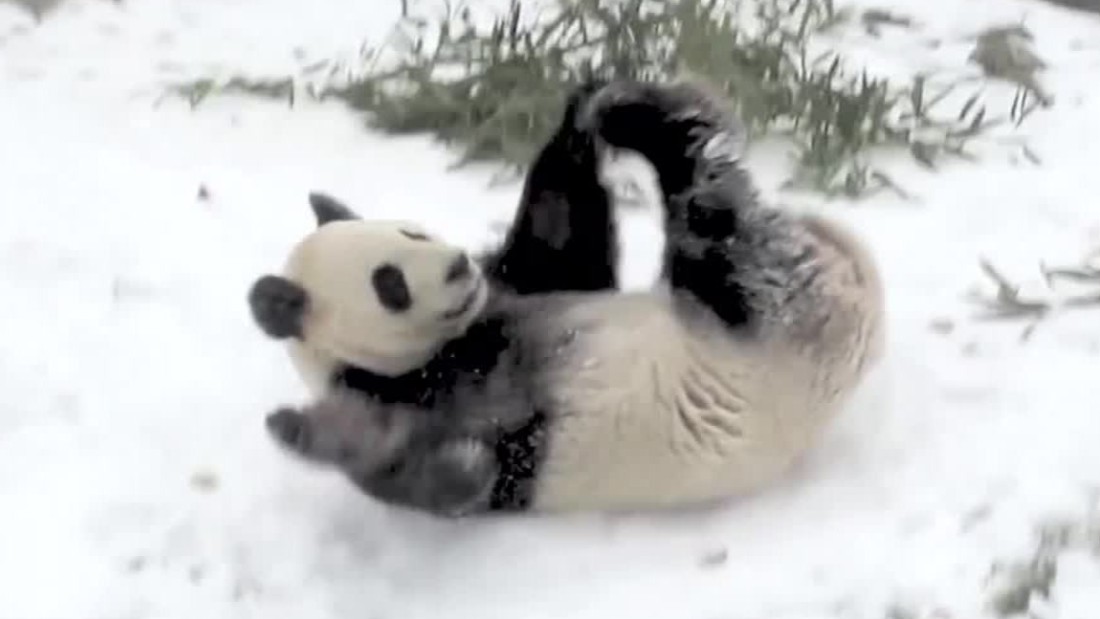 Панда лось. Панда в снегу. Панда на снежной Горке в жару фото.