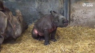 Panda's first snow day at the National Zoo - CNN Video