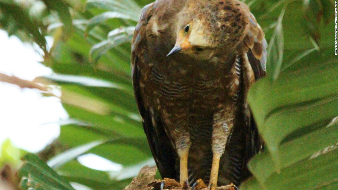 Ninety-three bird species also call the conservation area home, including this African Harrier Hawk ... 
