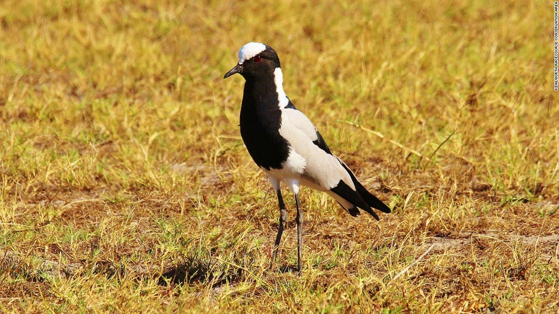 ... and this Blacksmith lapwing -- one of five lapwing species in the world. 
