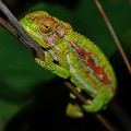 kenilworth_Cape Dwarf Chameleon b