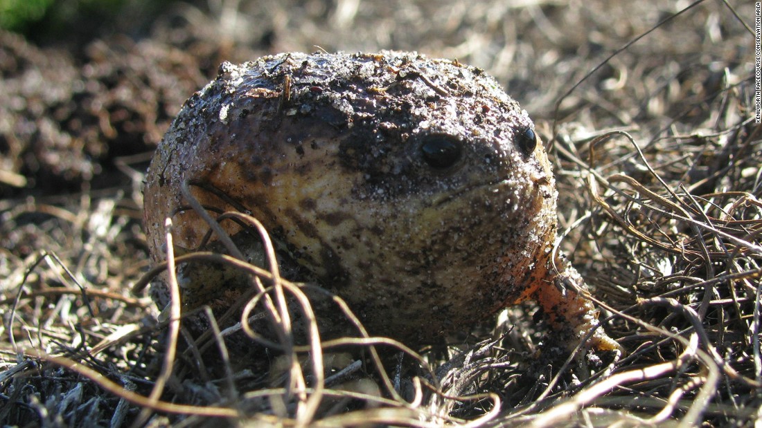 The fascinatingly unattractive Cape rain frog lives underground and only emerges above ground shortly before it rains. The KCRA is home to 16 seasonal wetlands which allows the populations of the frog endemic to the southwestern Cape to remain &quot;quite healthy,&quot; says KRCA manager Slater.