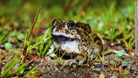 The Cape sand frog
