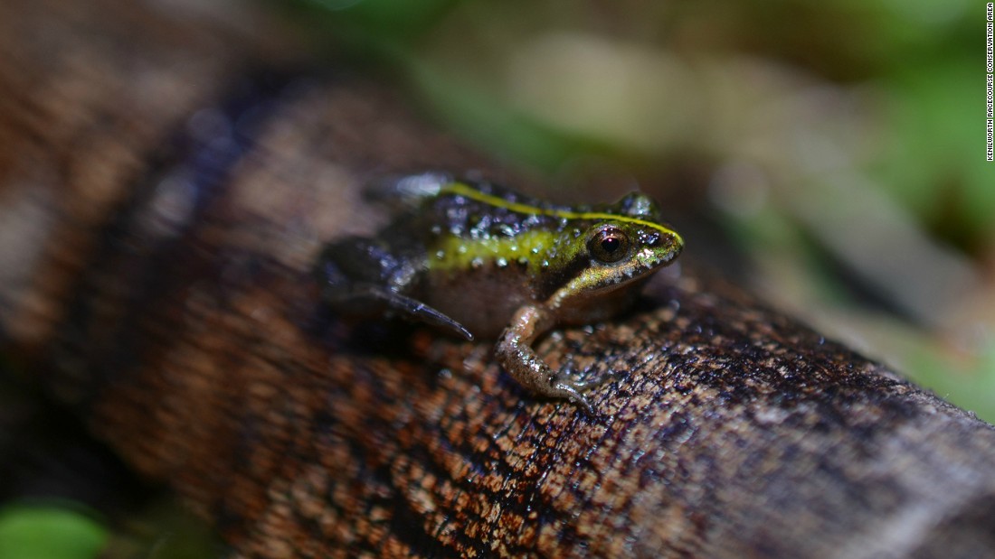 The tiny frog species with its distinctive bright green markings down its back are endemic to South Africa&#39;s Western Cape.