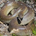 kenilworth_Mole snake compressed KRCA
