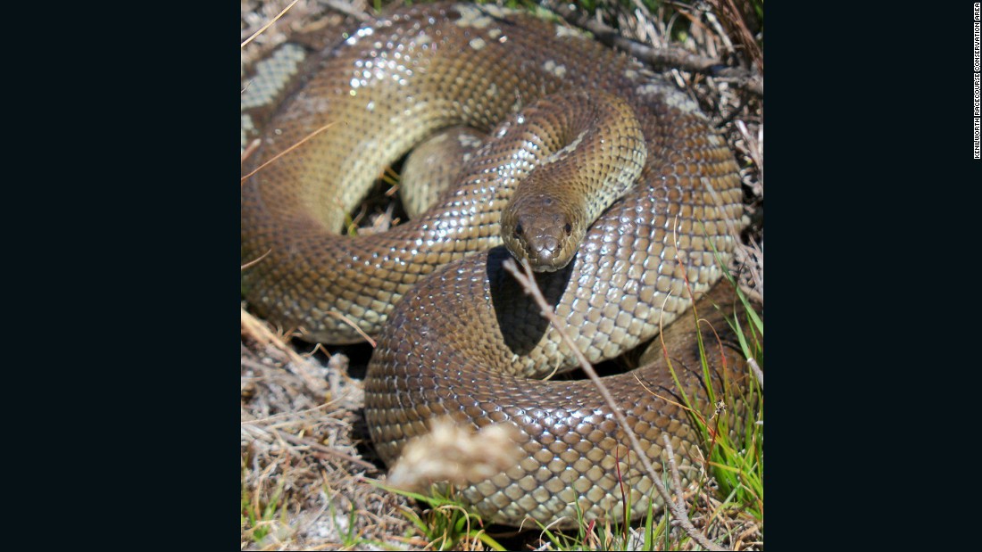 The non-venomous mole snake can grow up to two meters. 