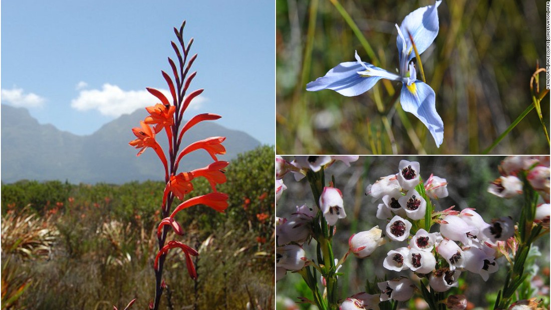Throughout the year, flowers bloom bringing color to the conservation area including Watsonia (left) and the Moraea tripetala from the Iris family (top right). The Erica margaritacea (bottom left) with its delicate white flowers is a site endemic species -- meaning the conservation area is the only place in the world where you can see the flower. 